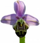 orchidée aliselle.png