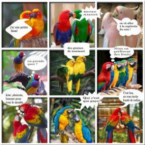 perroquets en bd