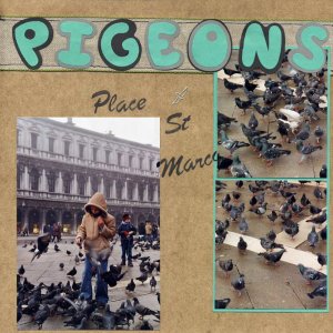 pigeons 1