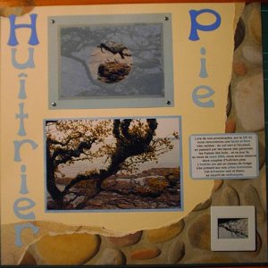 Page documentaire "huîtrier Pie"