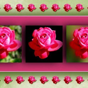 OMBRES - ROSES ROUGES