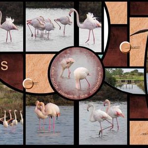 Flamants roses