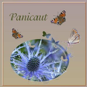 PANICAUT ---  PANICAULT