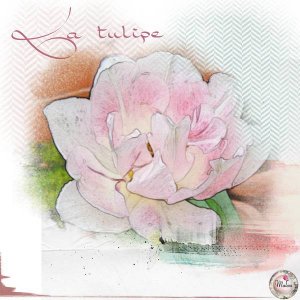 La tulipe Angélique