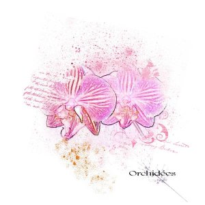 Orchidées - aquarelle