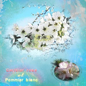 Cerisier_rose_et_pommier_blanc