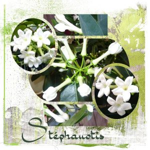 STEPHANOTIS ou jasmin de Madagascar