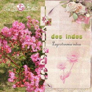 Lilas_des_Indes