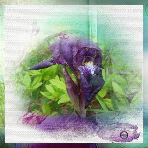 L'iris de mon jardin...