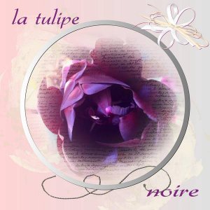 tulipe_noire