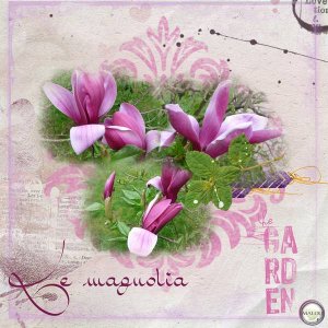 Le magnolia... de mon jardin...