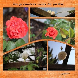 les_roses3