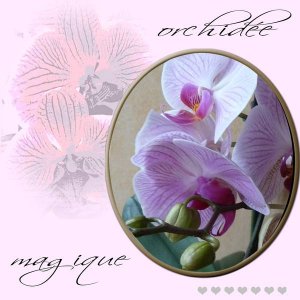 orchid__e_magique