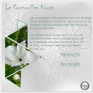Le Cornouiller Kousa...