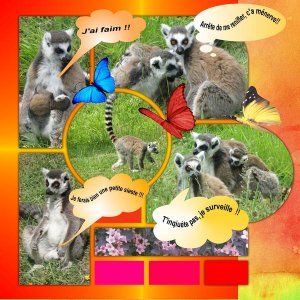 Les suricates défi laurette