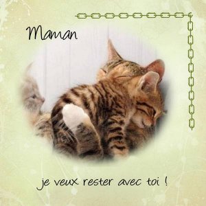 chaton_et_sa_maman