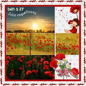 Jolis coquelicots