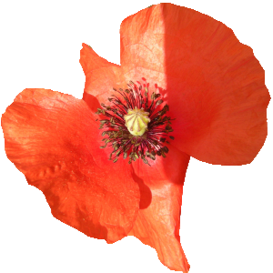 CADEAU  : coquelicot png détouré