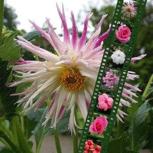 Un dahlia pour Kinouliline