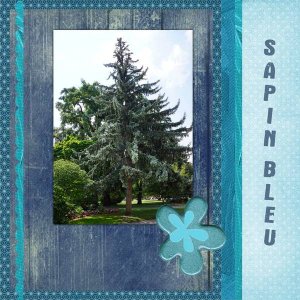 sapin bleu