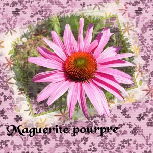 Marguerite de mon jardin ...