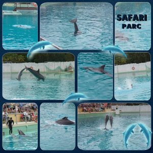 dauphins au safari parc