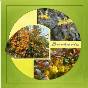berberis - template de scraptapage