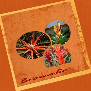 bromelia