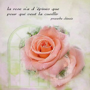 rose____la_fenetre