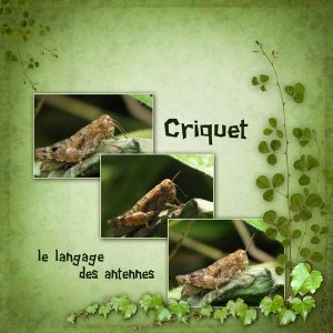 Criquet 1