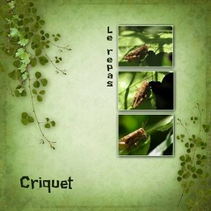 Criquet 2