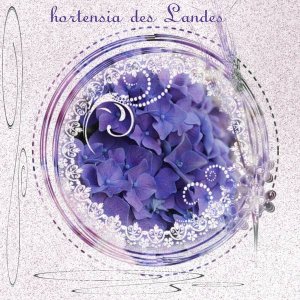 hortensia_des_Landes_d__fi_violet