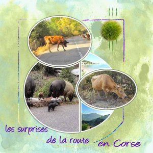 surprises_de_la_route_en_Corse