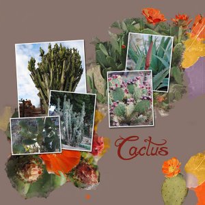 Defi cactus