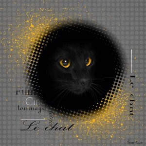 le_chat_noir_