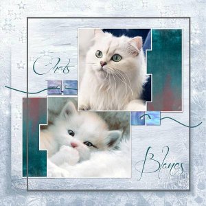 Chats_blancs