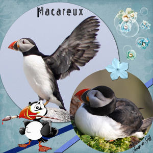 Macareux