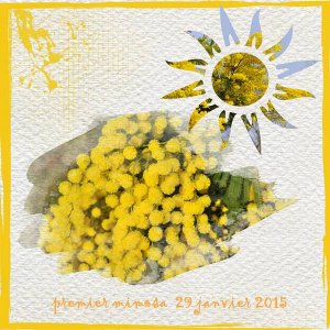 mimosa-29-01-15