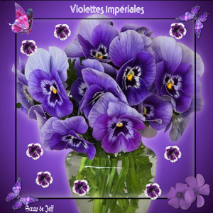 Violettes impériales.