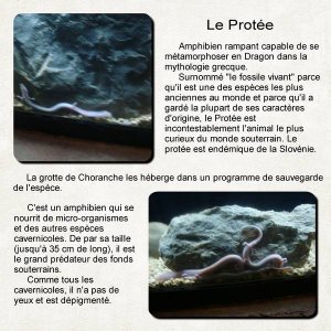 grotte_de_Choranche_suite_et_fin_le_protée