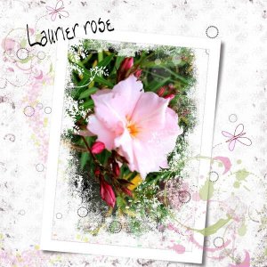 Laurier rose