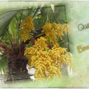 fleurs de palmier