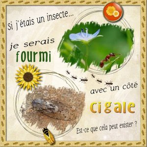 défi_si_j'étais_un_insecte