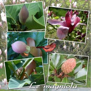 magniola
