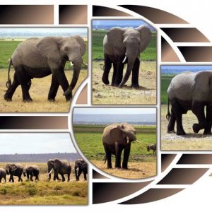 kenia_elephants