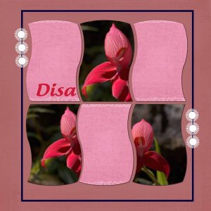 disa