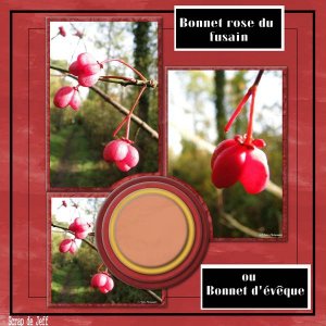 Bonnet rose du Fusain ou Bonnet d'Evêque