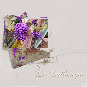 Le callicarpa