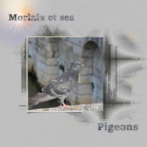 Morlaix et ses pigeons...