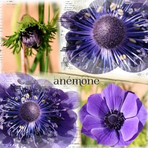 anémone